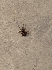 Steatoda