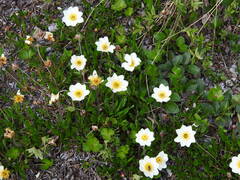Dryas