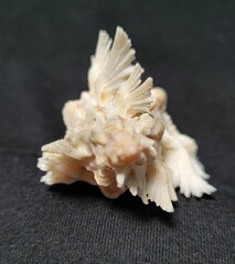 Chicoreus florifer
