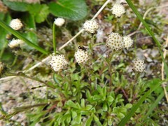 Antennaria monocephala