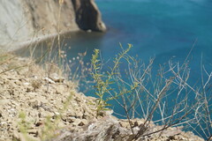 Cleome ornithopodioides