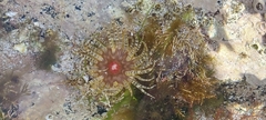 Aulactinia verrucosa