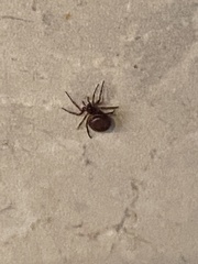 Steatoda