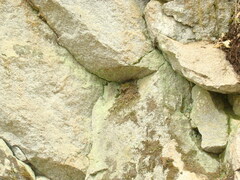 Hirundinea ferruginea