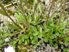 Antennaria monocephala