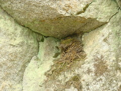 Hirundinea ferruginea