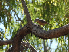 Colluricincla rufogaster