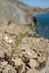 Cleome ornithopodioides