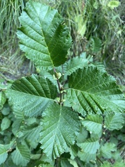 Alnus alnobetula