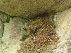 Hirundinea ferruginea