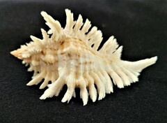 Chicoreus florifer