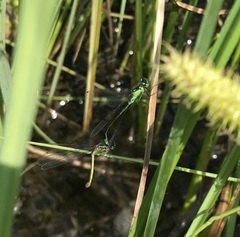 Coenagrion armatum