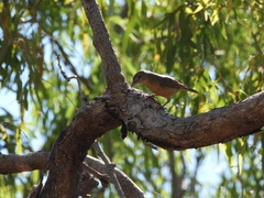 Colluricincla rufogaster