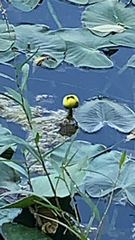 Nuphar advena