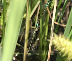 Coenagrion armatum