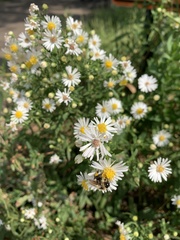 Symphyotrichum firmum