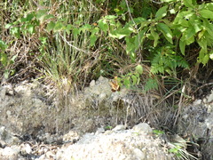 Heraclides andraemon