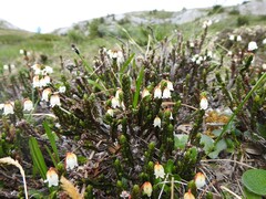 Cassiope tetragona