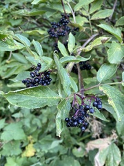 Sambucus racemosa melanocarpa