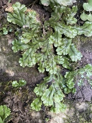 Marchantia polymorpha polymorpha