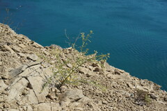Cleome ornithopodioides