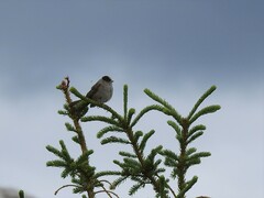 Zonotrichia atricapilla