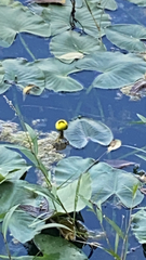 Nuphar advena