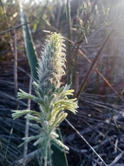 Trachyandra hirsutiflora