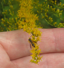 Parancistrocerus perennis