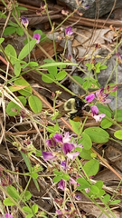 Lespedeza procumbens
