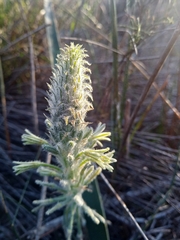 Trachyandra hirsutiflora