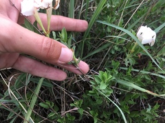 Mandevilla brachysiphon