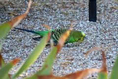 Melopsittacus undulatus domesticus