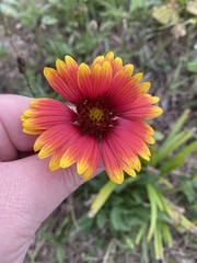 Gaillardia
