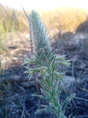 Trachyandra hirsutiflora
