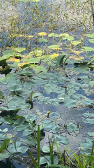 Nuphar lutea