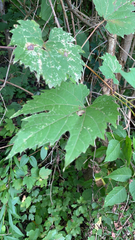 Vitis riparia