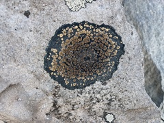 Lecanoromycetes