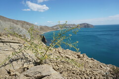 Cleome ornithopodioides