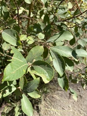 Salix bebbiana