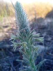 Trachyandra hirsutiflora