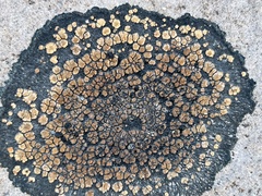 Lecanoromycetes