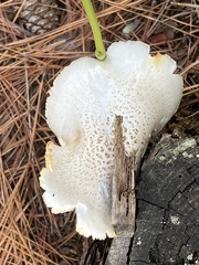 Neolentinus lepideus