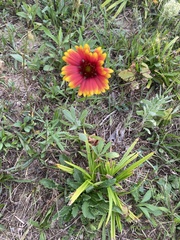 Gaillardia