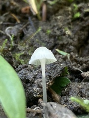 Hemimycena