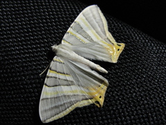 Phrygionis platinata