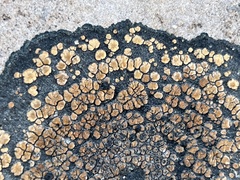 Lecanoromycetes