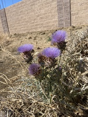 Cynara cardunculus