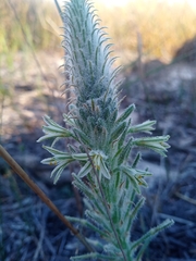 Trachyandra hirsutiflora