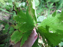 Trollius europaeus